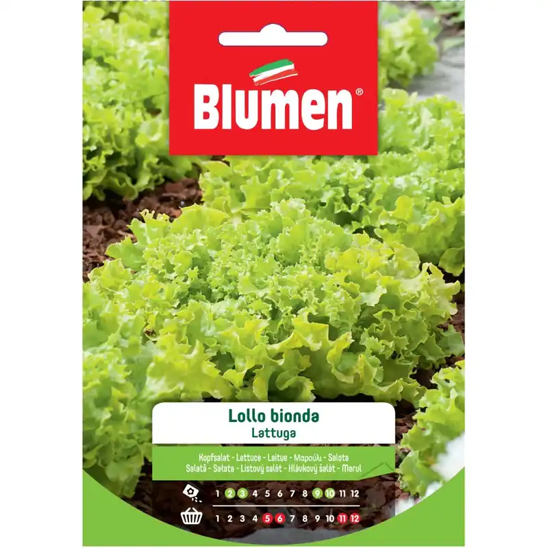 Gereduceerde Prijs Semi Blumen Lattuga lollo bionda