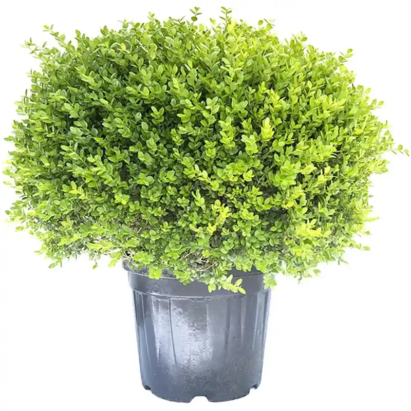 Snelle Levering Bosso palla 70/80 cm