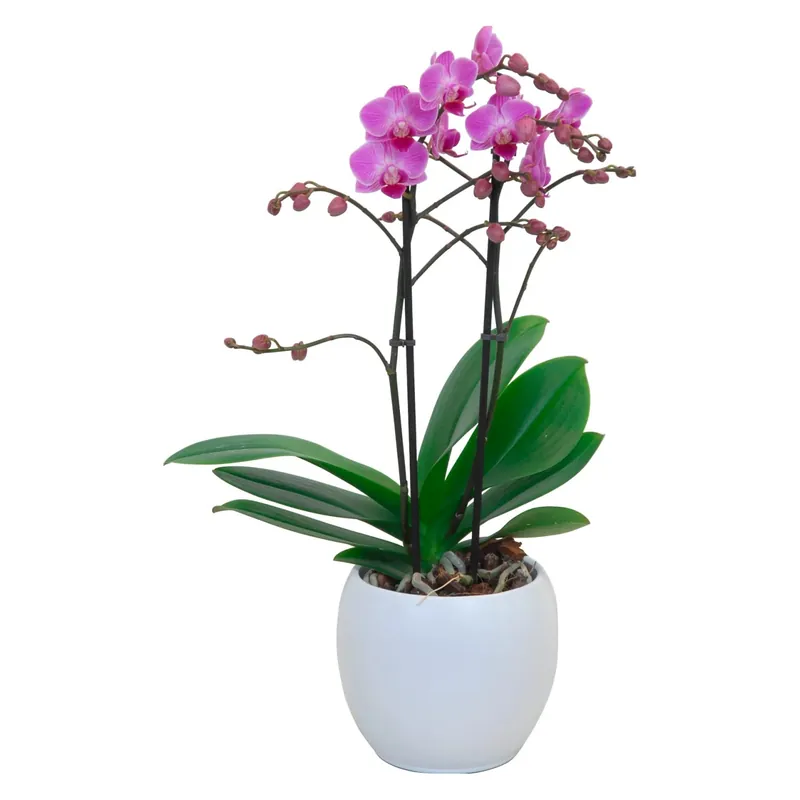 Orchidea farfalla multiflora 2 steli lilla in vaso di ceramica Ø 12 cm Fabrieksprijs