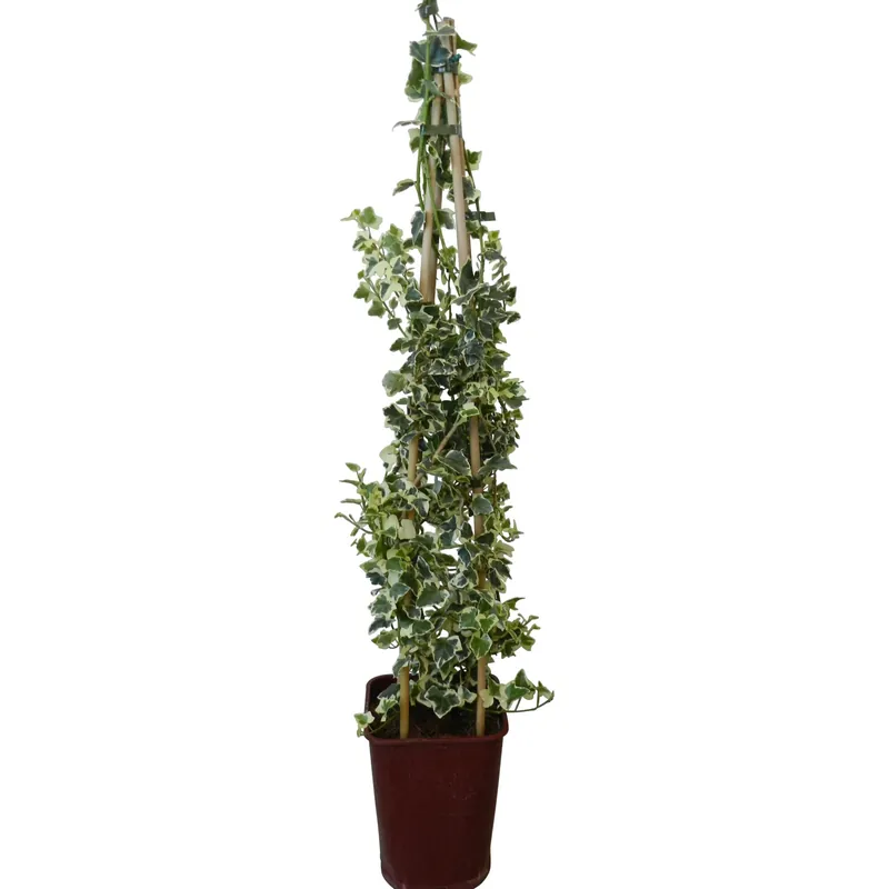 Edera elegantissima Alleen Vandaag