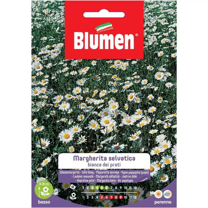 Semi Blumen Margheritina selvatica bianca dei prati Speciale Aanbieding