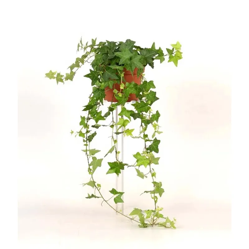 Lage Prijs Hedera Helix Verde vaso 13 cm
