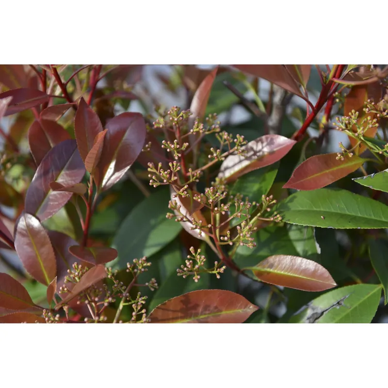 Nieuw Photinia x fraseri "Red Robin" (P. serrulata "Red Robin") cespuglio h cm 60/80