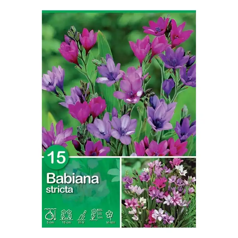 Babiana "Stricta Mix" Koop Vandaag