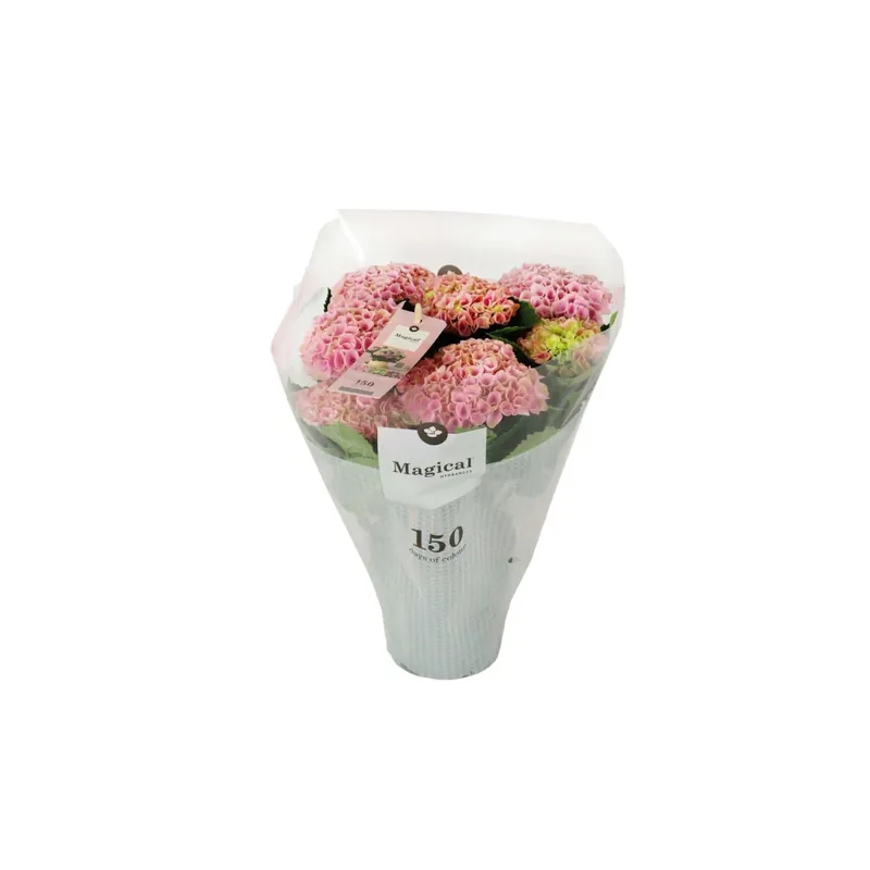 Hydrangea Magical Rosa Vaso 12 cm Gratis Retour