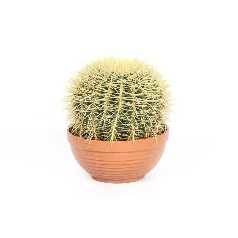 Echinocactus grusoni `Cuscino della suocerà Cactus ciotola Ø 21 cm Betrouwbaar