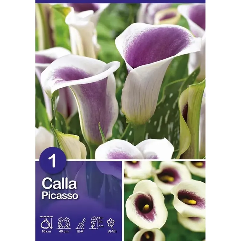 Calla "Picasso" Lage Prijs