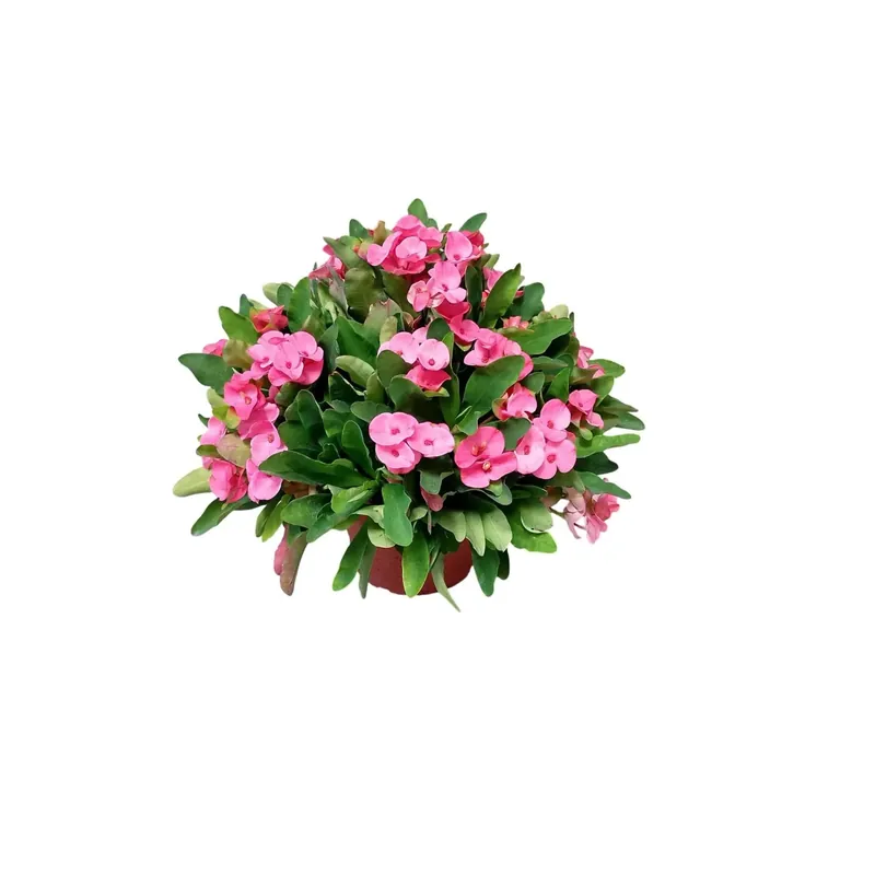 Beperkt Aanbod Euphorbia Charlotte pianta rifiorente con fiori rosa grandi vaso Ø 22 cm
