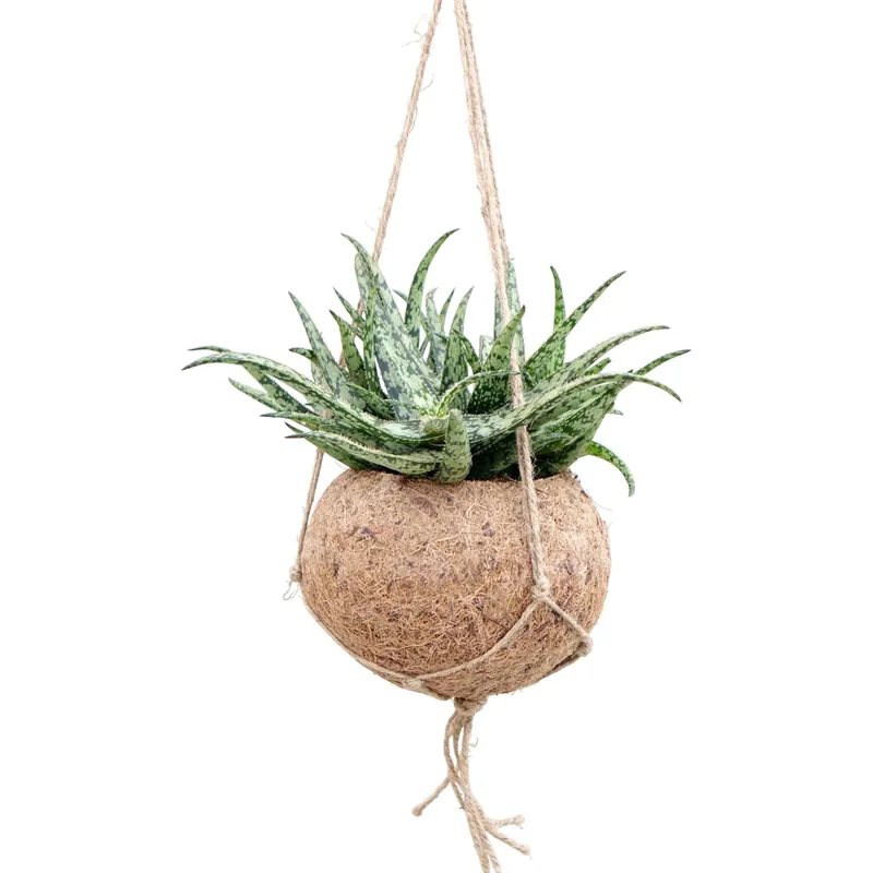 Aloe Rauhii in Kokodama Gereduceerde Prijs