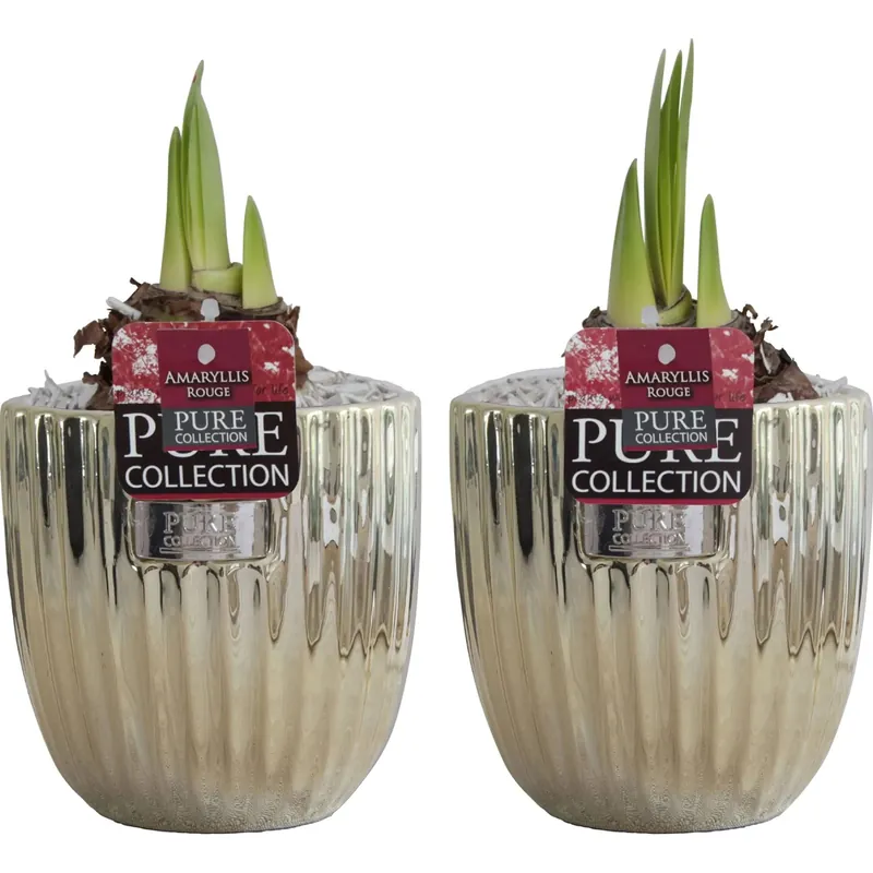 Goedkoop Composizione decorativa con amaryllis rosso vaso Ø 12 cm