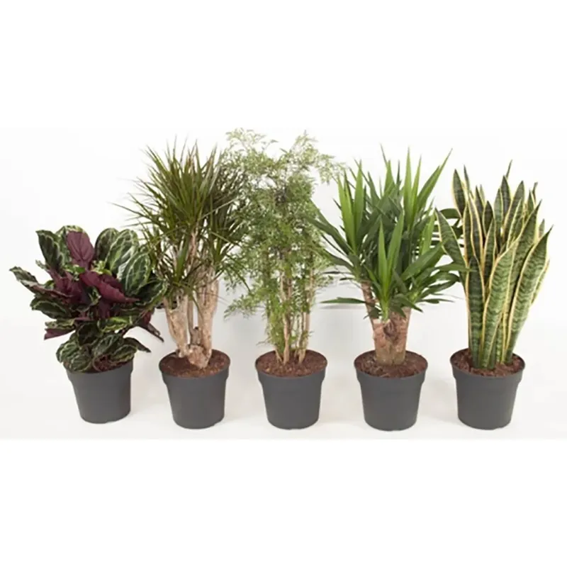 Piante verdi vaso Ø 27 cm Direct Verzonden