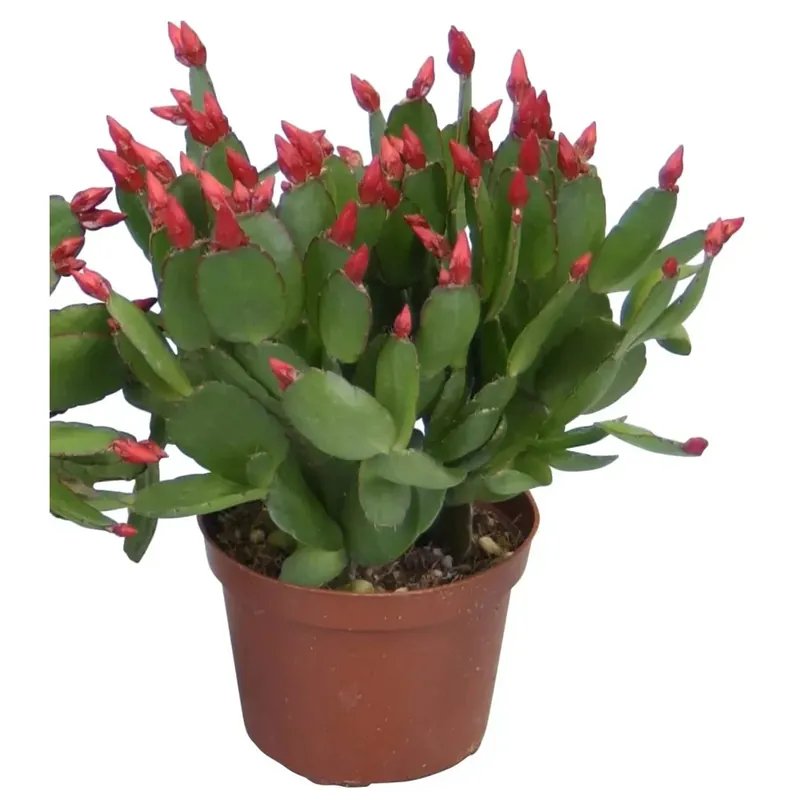 Rhipsalidopsis rosso da interno con vaso Ø 9 cm Laatste Versie