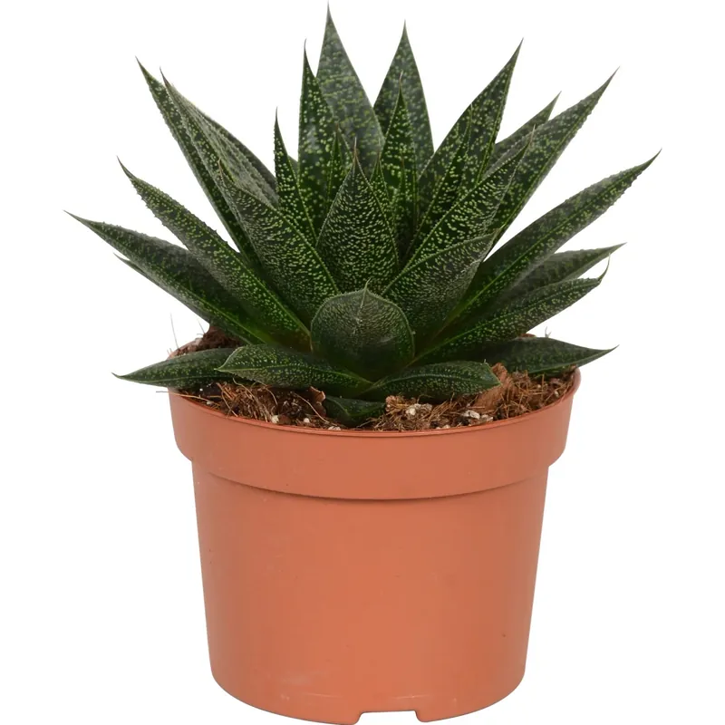 Fabrieksprijs Gasteria vaso bianco Ø 12 cm