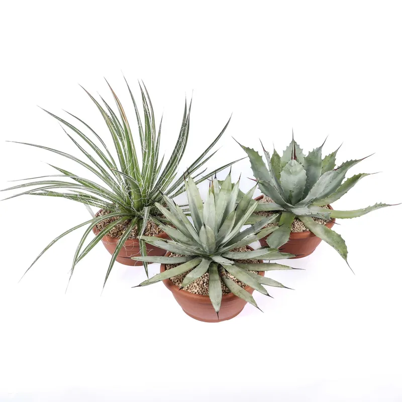 Hoge Kwaliteit Agave Mix piante grasse vaso Ø 25 cm