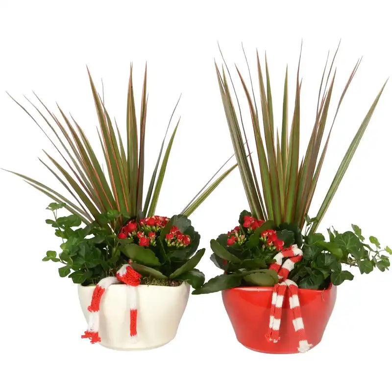 Composizione natalaizia Kalanchoe vaso Ø 15 cm Beperkte Voorraad