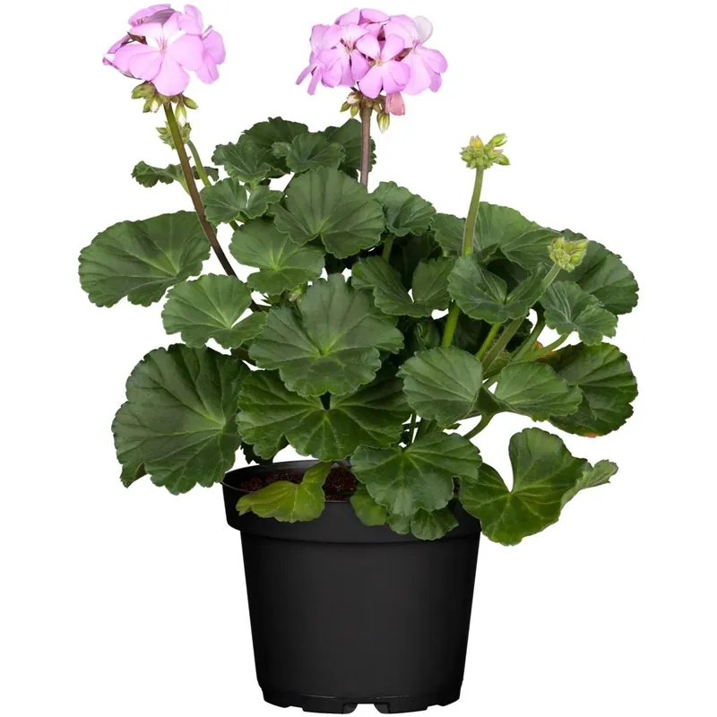 Vaso per geranio Ø circa 10,5 cm Pelargonium Zonale Veilige Betaling