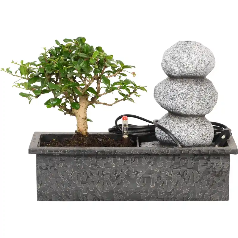 Op = Op Bonsai composizione cascata Easycare 25x29x29 cm