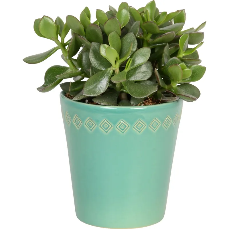 Bestseller Piante grasse vaso in ceramica Ø 12 cm