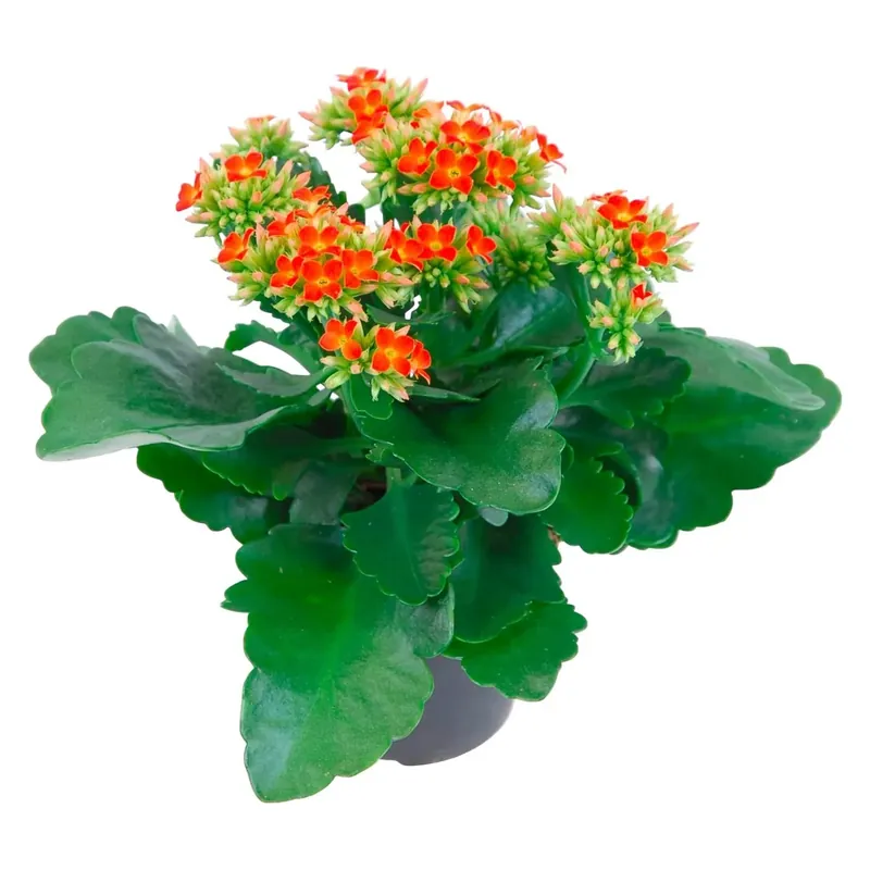 Gratis Retour Kalanchoe blossfeldiana arancione vaso Ø 10,5 cm