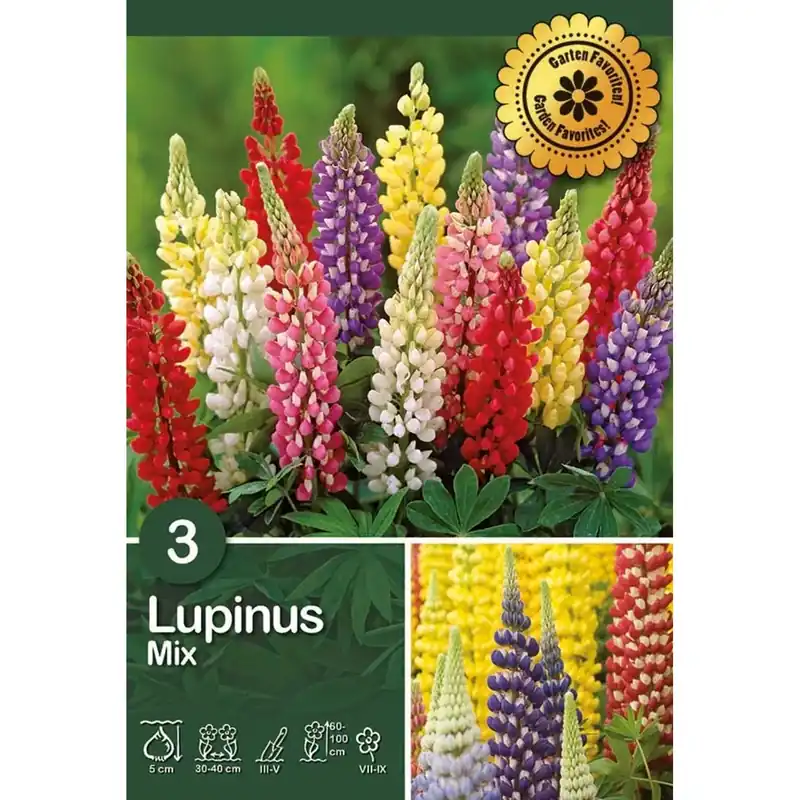 Lupinus "Polyphyllus" Hoge Kwaliteit