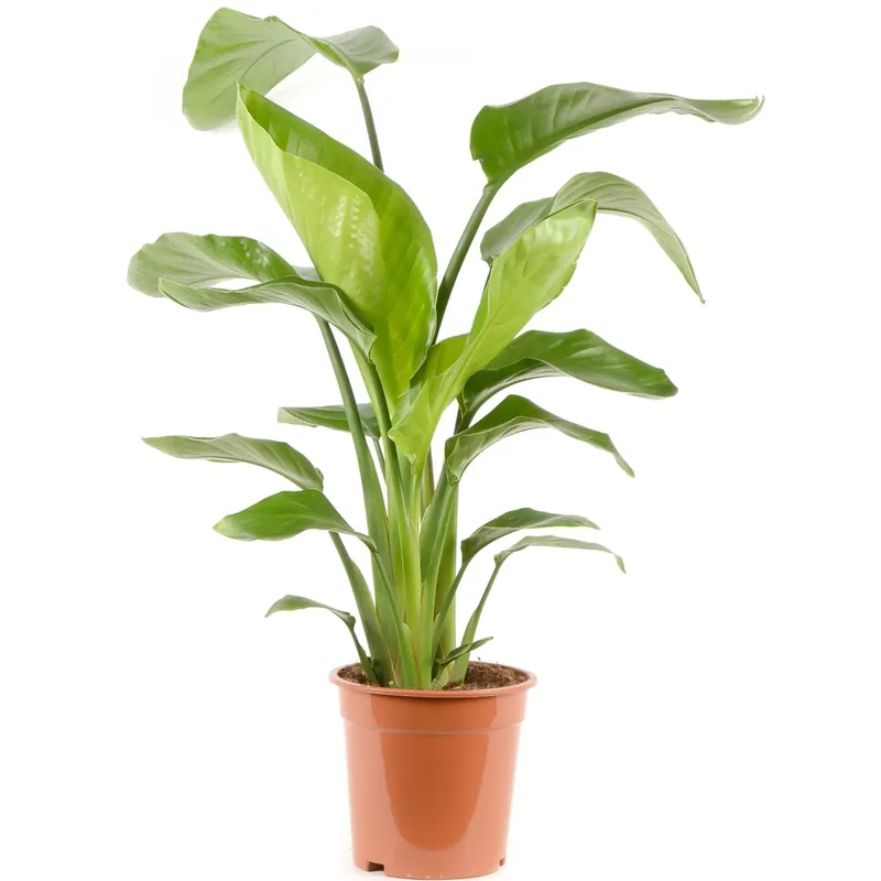 Strelitzia Altezza 70 - 80 cm Vaso Ø 21 cm Strelitzia nicolai Voordeelprijs