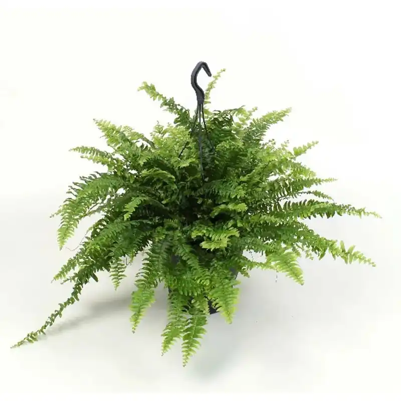 Nephrolepis Bostonvaso Daappendere Vaso 19 cm Express Levering