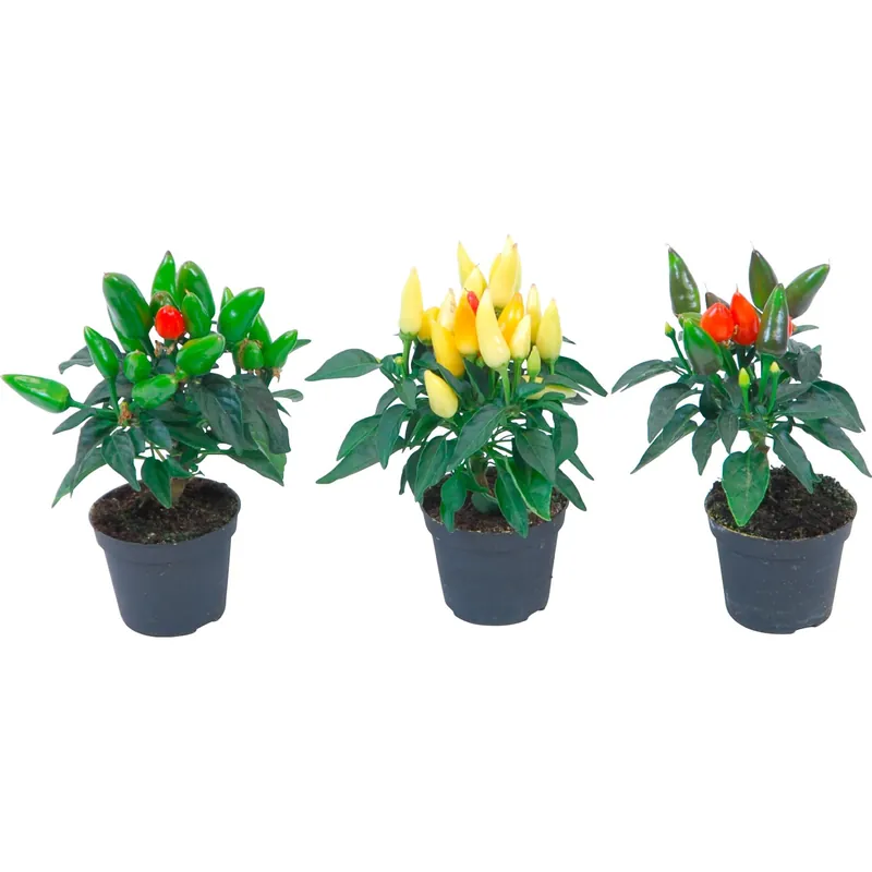Peperoncino "Mini" Ø 6 cm Koopje
