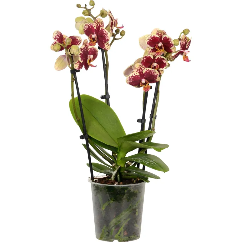 Orchidea Phalaenopsis multiflora 3 steli vaso Ø 12 cm Korting