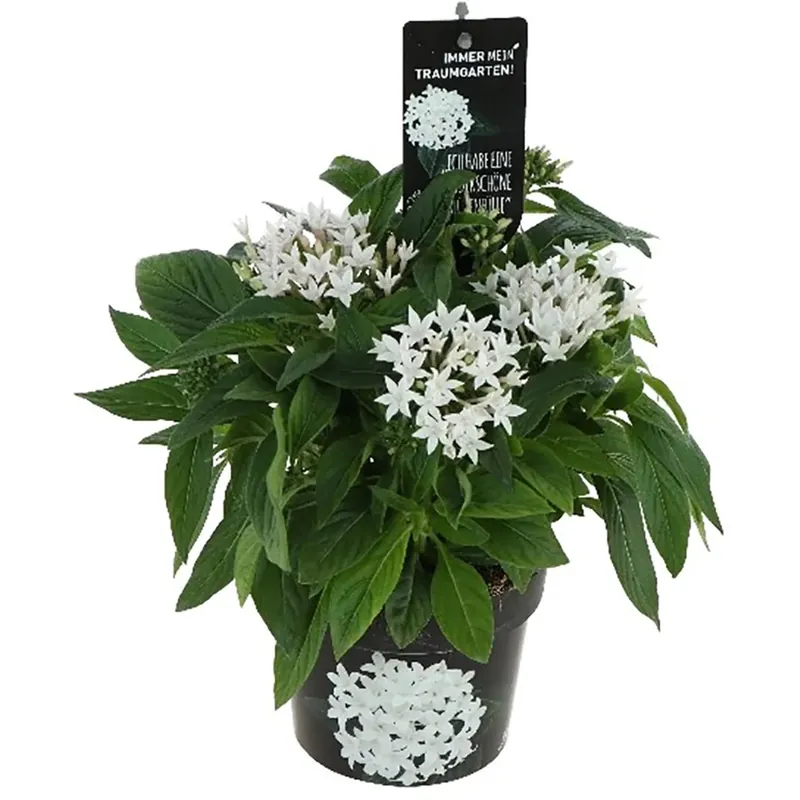 Stella egiziana Pentas Bee Bright White bianco in vaso Ø 12 cm Direct Beschikbaar