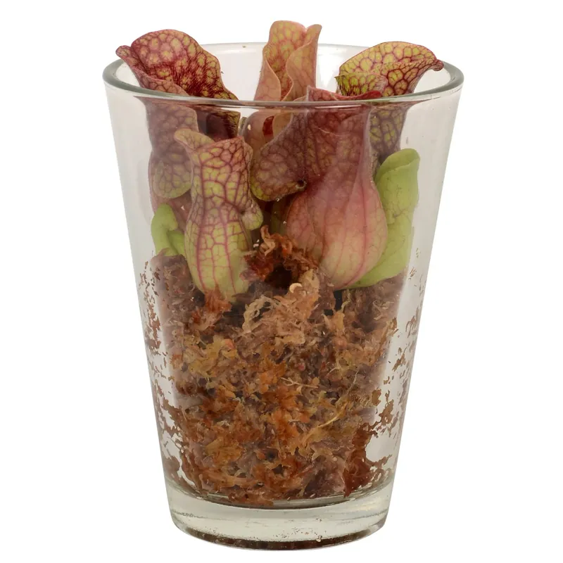 Goedkoop Sarracenia in vaso di vetro Ø ca. 13 cm
