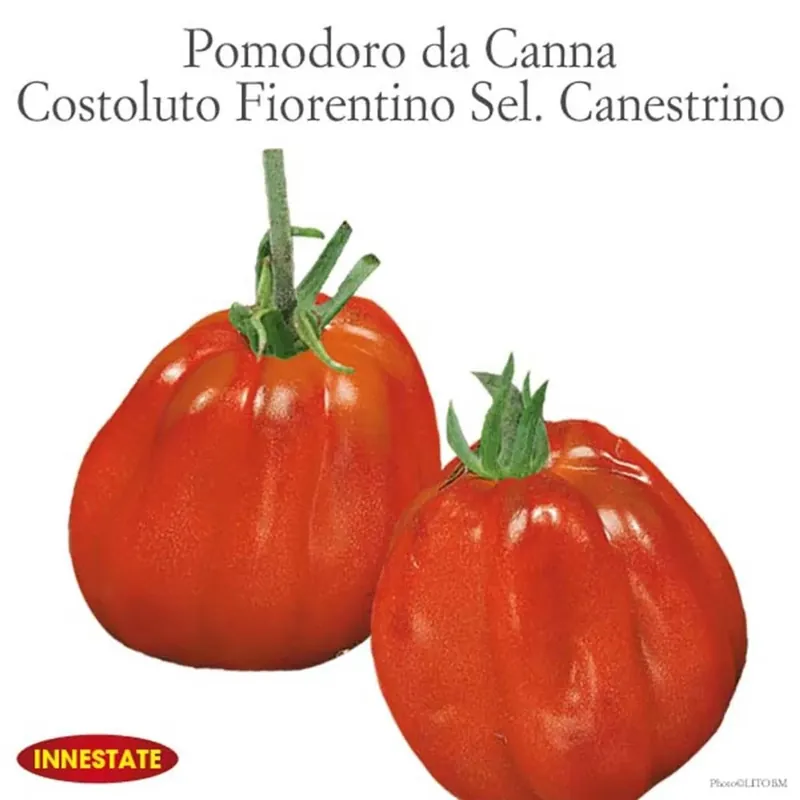 Pomodoro insalataro Canestrino innestato vaso 14 cm Alleen Vandaag