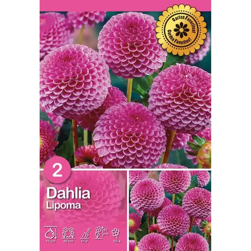 Dalia "Lipoma" Dagaanbieding