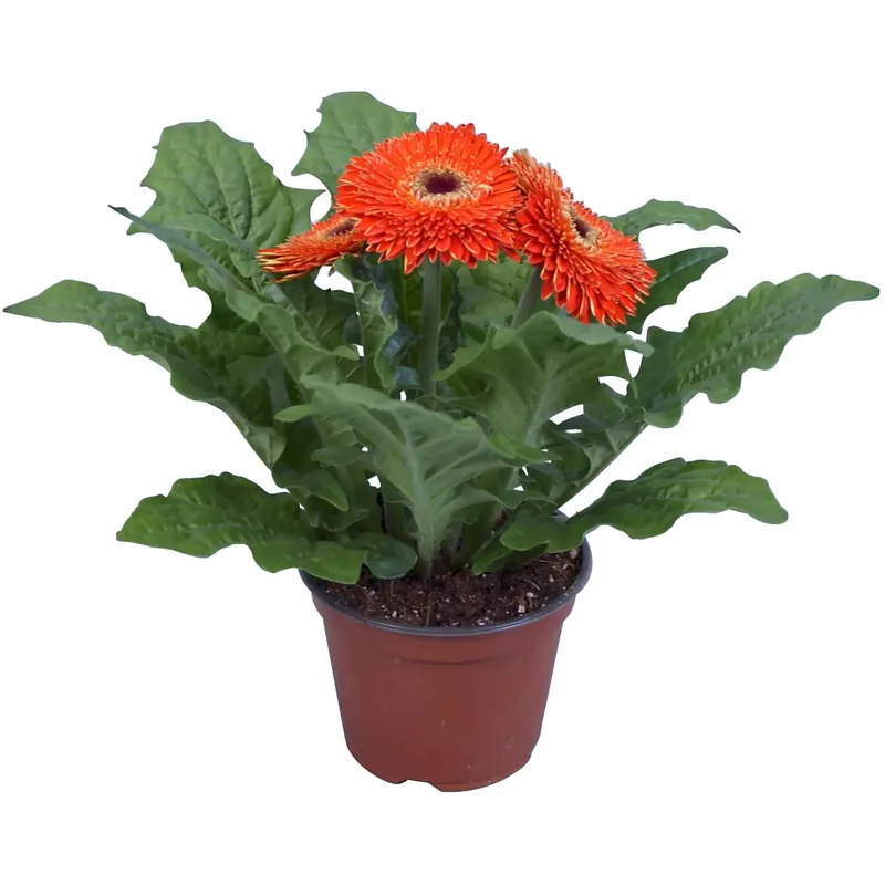 Gerbera arancione in vaso Ø 12 cm Bestel Nu