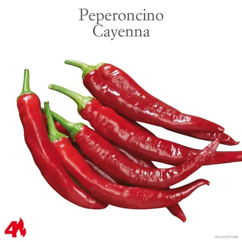 Nu Kopen Peperone piccante Cayenna vaso 10 cm