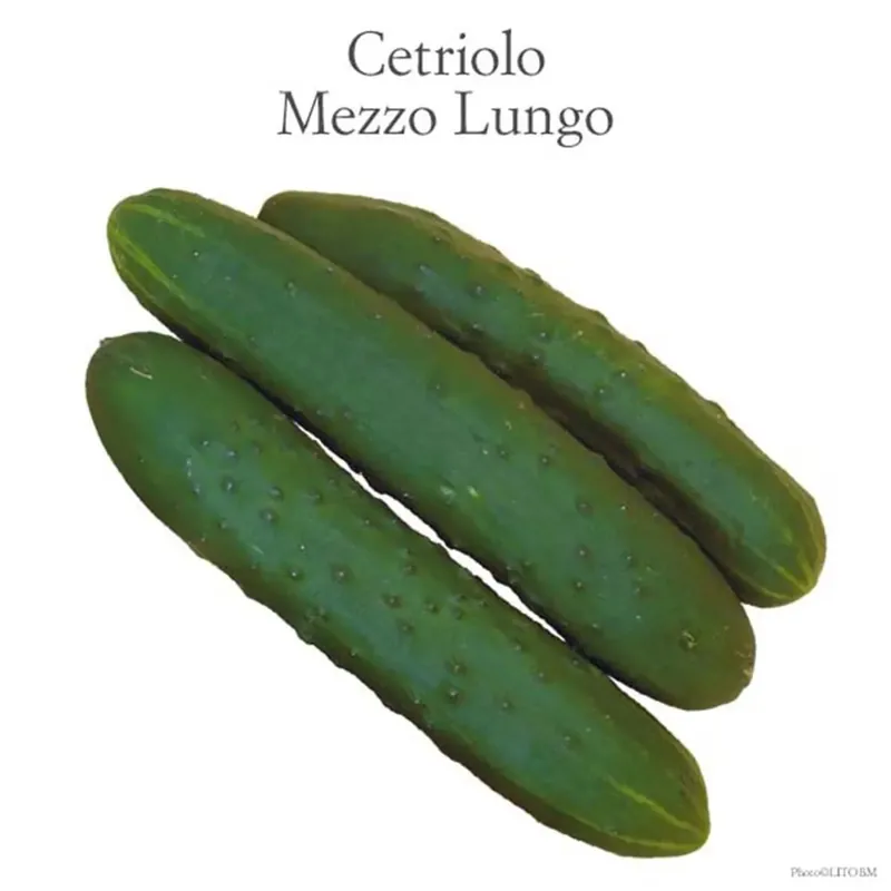 Cetriolo mezzo lungo Jazzer vaschetta 4 pz Lage Prijs