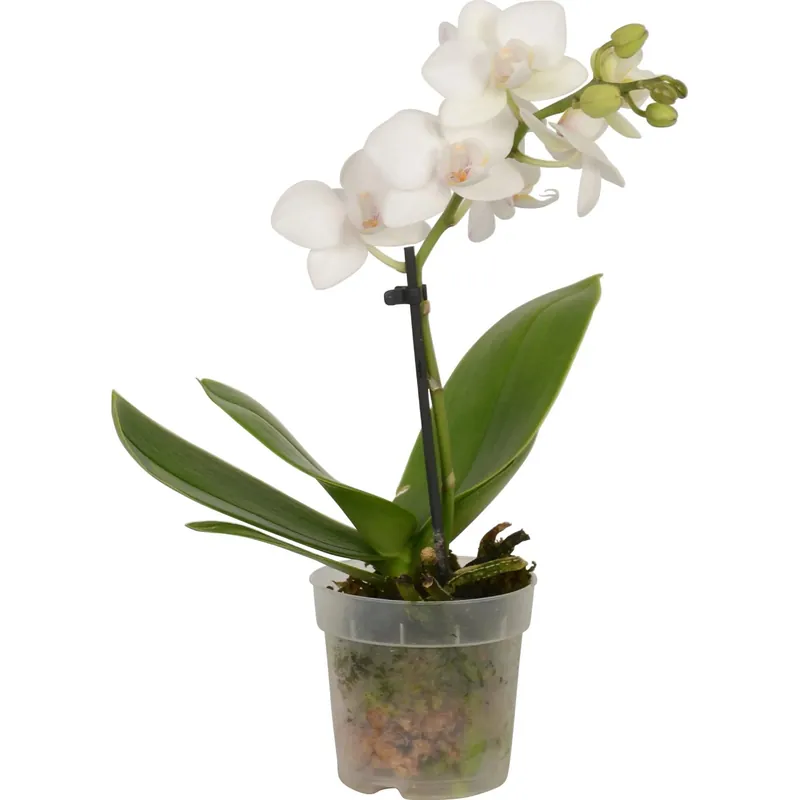 Direct Beschikbaar Orchidea Phalaenopsis mini 1 stelo vaso Ø 7 cm