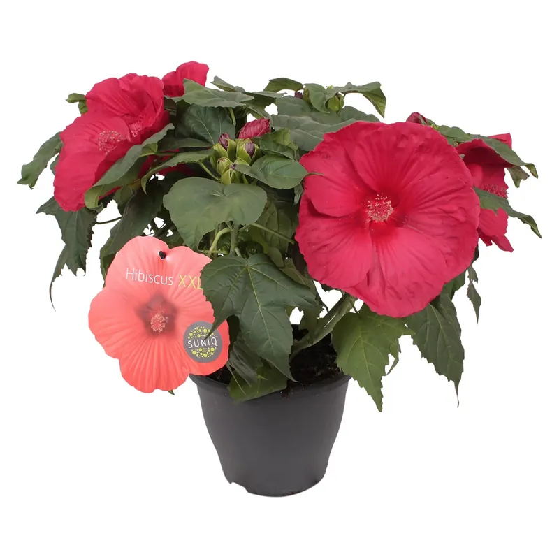 Premium Ibisco in colori H ca. 60 cm Vaso Ø ca. cm 23 cm Hibiscus moscheutos