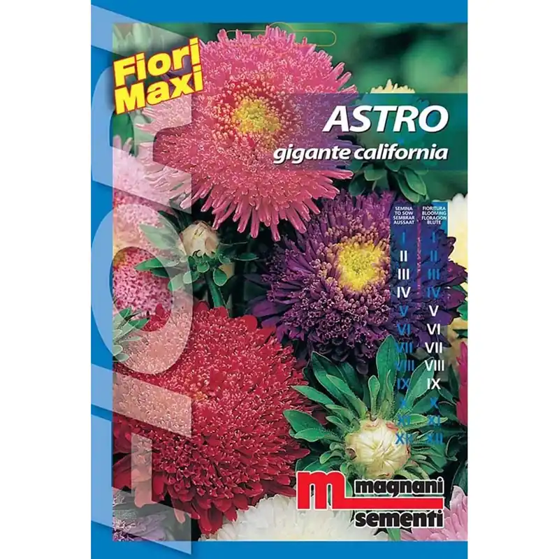 Semi fiori Astro gigante California Beste Prijs
