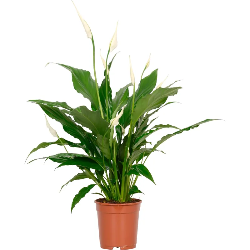 Spathifilium Ø 13 cm Actieprijs