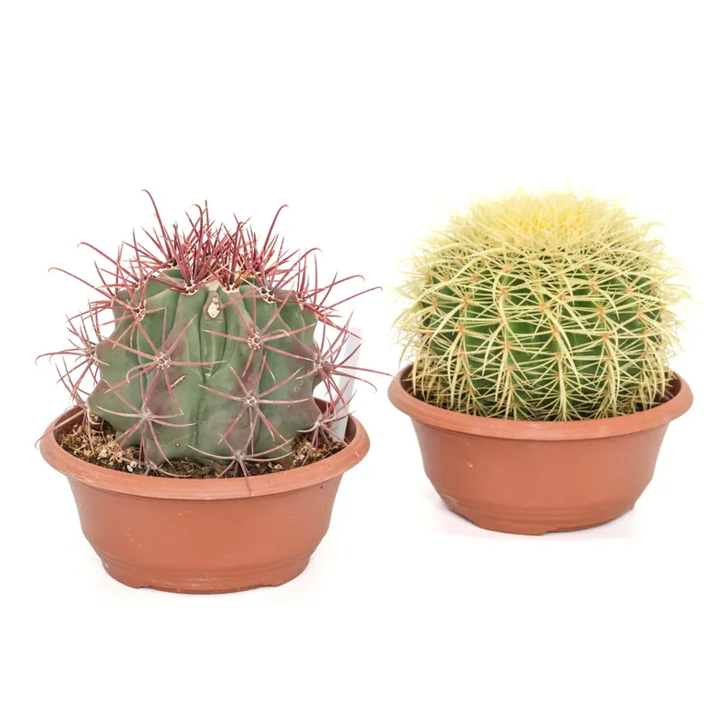 Populair Cactus globosi - Mix Ciotola Ø 23 cm