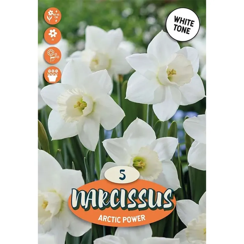 Bulbi narciso Trumpet Arctic Power Bianco Crema Snelle Levering