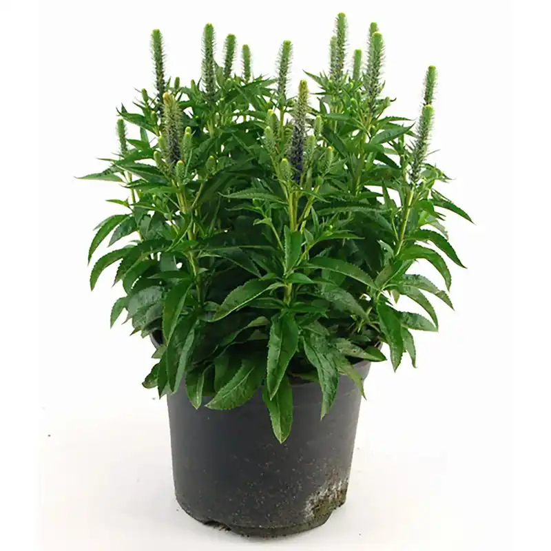 Express Levering Onorificenza H ca. 25 cm Veronica spicata Dwarf Blue