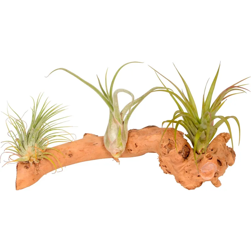 Tillandsia composizione 3 piante su legno Merkproduct