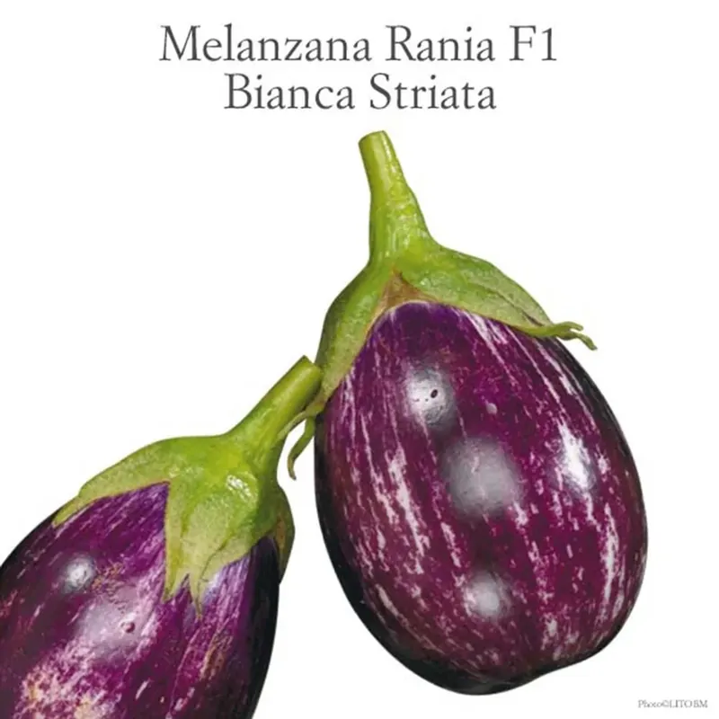 Lage Prijs Melanzana bianca striata Rania vaso 10 cm