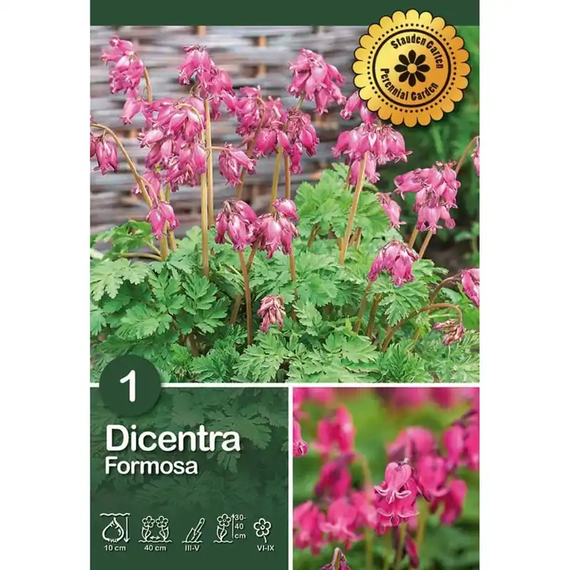 Dicentra "Luxuriant Formosa" Beste Prijs