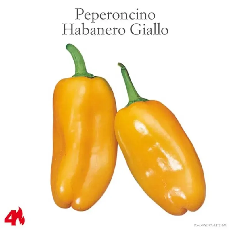 Peperoncino piccante Habanero lemon vaso 14 cm Tijdelijk Beschikbaar