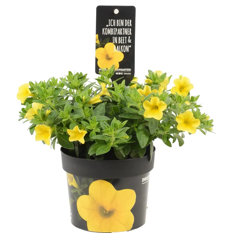 Callie Yellow in vaso Ø 12 cm Bestel Nu