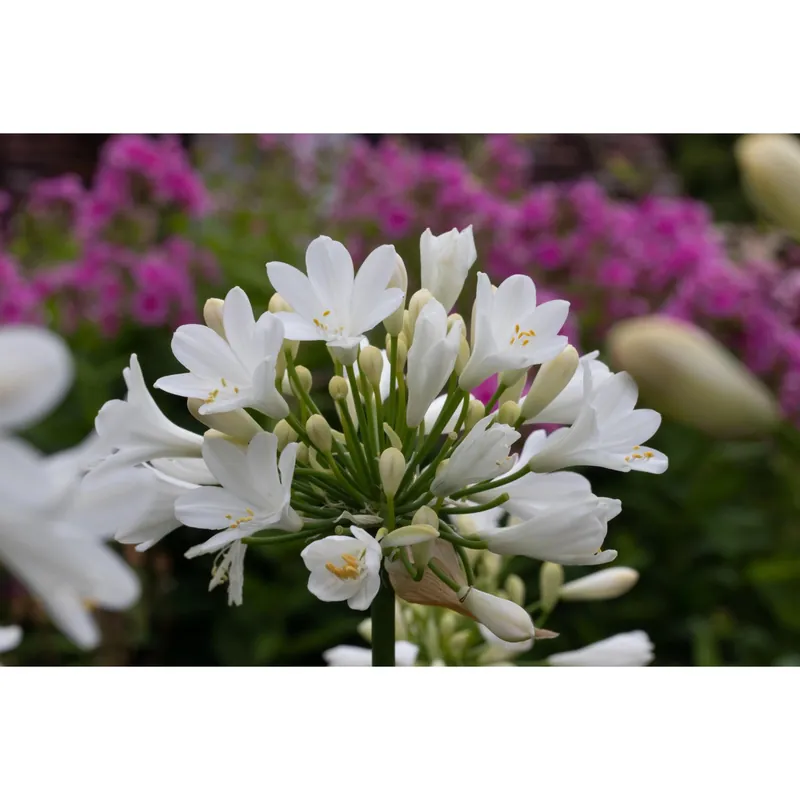 Alleen Vandaag Agapanthus "Ever White"
