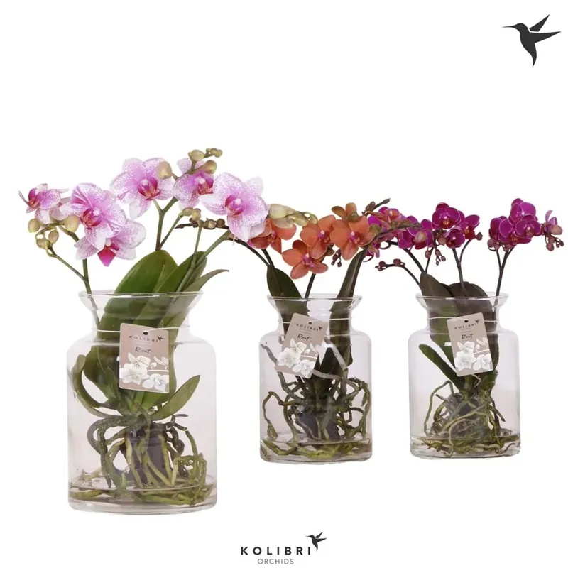 Phalaenopsis 3 rami rootsmix vetro vaso 12 cm Alleen Vandaag
