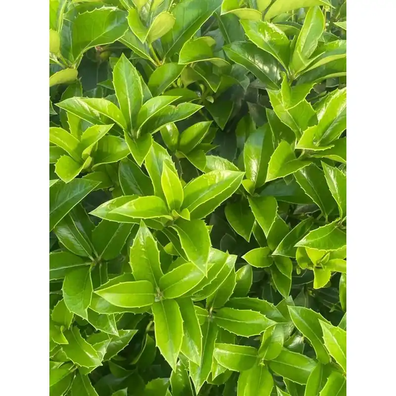 Fabrieksprijs Osmanthus aquifolium